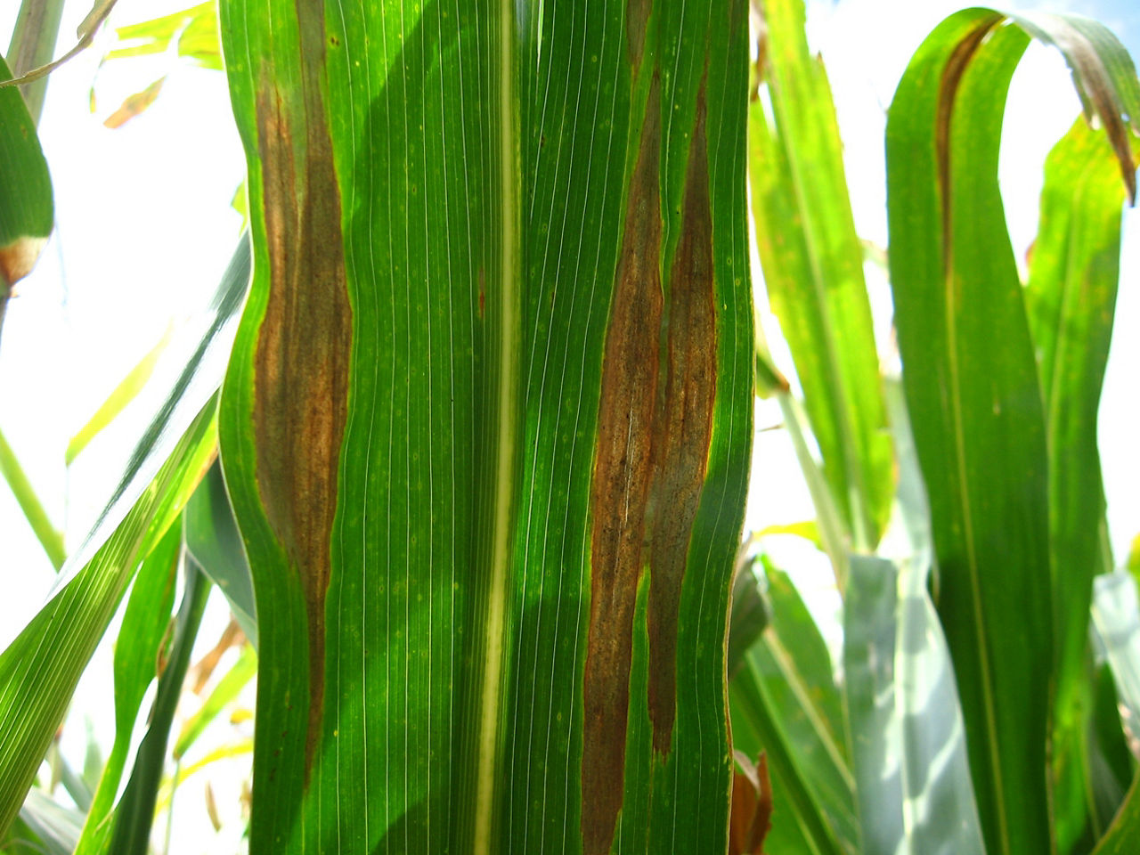Figure 1. Elliptical or cigar-shaped lesions typical of northern corn leaf blight.  